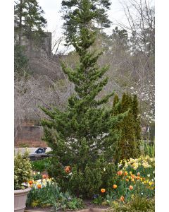 Juniperus, Chinese Juniper 'Trautman' (Large)