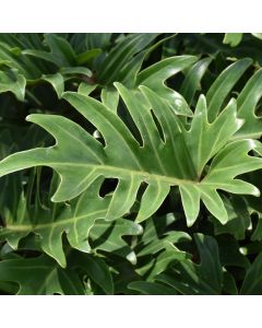 Thaumatophyllum Xanadu 'Philodendron Xanadu'