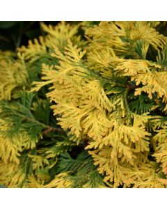 Thuja, Arborvitae 'Sunkist' (Large Sizes)