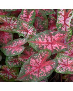 Caladium, Carolyn Whorton