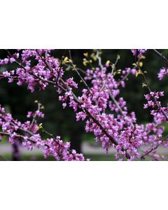 Cercis, Minnesota Strain Redbud