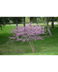 Cercis, Minnesota Strain Redbud (Large)