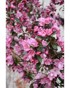 Malus, Flowering Crabapple 'First Editions® Gladiator™'