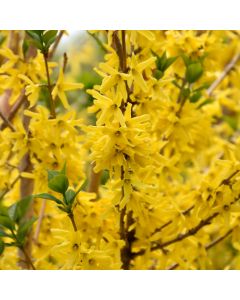 Forsythia, 'Gold Cluster™'