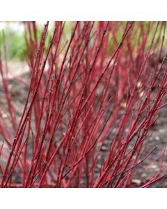 Cornus, Siberian Dogwood 'First Editions® Baton Rouge™'