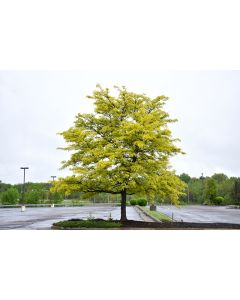 Gleditsia, Thornless Honeylocust 'Sunburst®' (Large)