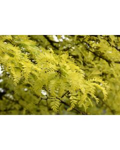 Gleditsia, Thornless Honeylocust 'Sunburst®'