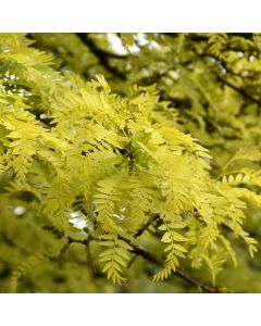 Gleditsia, Thornless Honeylocust 'Sunburst®' (Large Sizes)