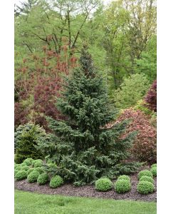 Picea, Serbian Spruce 'Bruns' (Large)