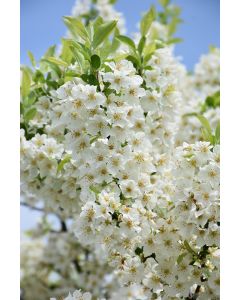 Malus, Flowering Crabapple 'Lollipop®' (Large)