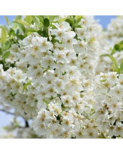 Malus, Flowering Crabapple 'Lollipop®' (Large Sizes)