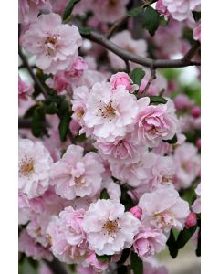 Malus, Flowering Crabapple 'Prairie Rose'