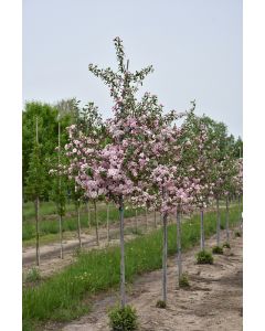 Malus, Flowering Crabapple 'Prairie Rose' (Large)