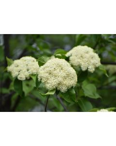 Viburnum, Nannyberry Tree