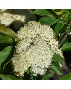 Viburnum, Cassinoides 'Lil’ Ditty®'