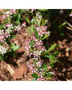 Aronia, Black Chokeberry 'Ground Hog™'