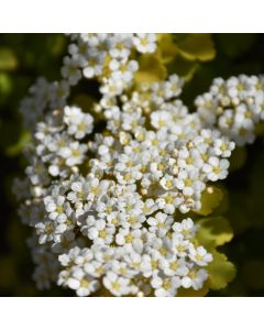 Spiraea, Birchleaf Spirea 'Glow Girl®'