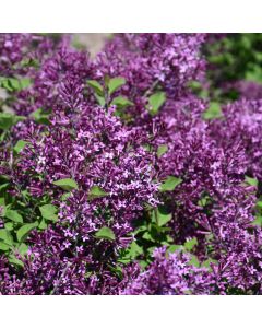 Syringa, Lilac 'Bloomerang® Dark Purple'