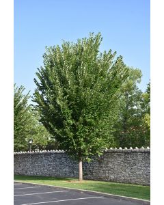 Ulmus, American Elm 'Princeton' (Large)