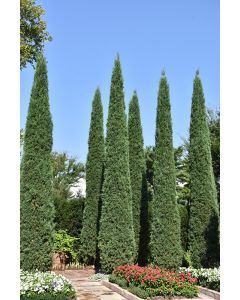 Juniperus, Virginian Juniper 'Taylor' (Large)