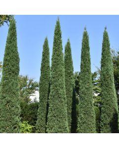 Juniperus, Virginian Juniper 'Taylor' (Large Sizes)