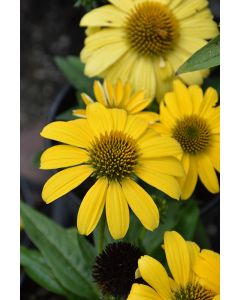 Echinacea, Coneflower 'Sombrero® Lemon Yellow'