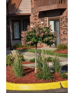 Hydrangea Tree, Panicle 'Quick Fire®' (Large)