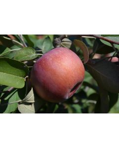 Malus, Fruiting Apple 'SnowSweet®'