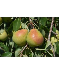 Pyrus, Pear 'Parker'