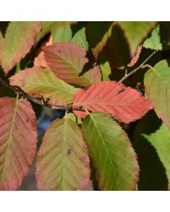 Carpinus, Blue Beech 'Fire King™' (Large Sizes)