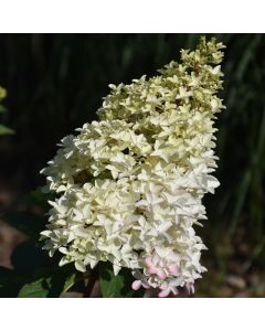 Hydrangea, Panicle 'First Editions® Berry White®'