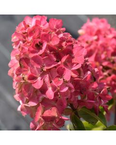 Hydrangea, Panicle 'Fire Light®'