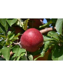 Malus, Fruiting Apple 'Haralred®'