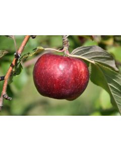 Malus, Fruiting Apple 'Frostbite™'