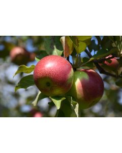 Malus, Fruiting Apple 'KinderKrisp'