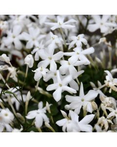 Jasminum Officinale 'Common Jasmine'