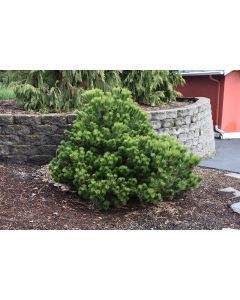 Pinus, Mountain Pine 'La Cabana' (Large)