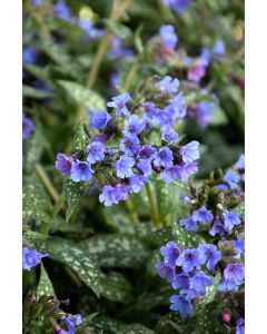 Pulmonaria, Lungwort 'Trevi Fountain'