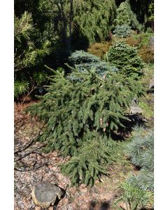 Picea, Norway Spruce 'Acrocona' (Large)