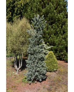 Pinus, Japanese White Pine, 'Blue Angel' (Large)