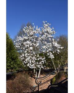 Magnolia, Star Magnolia 'Royal Star' (Large)