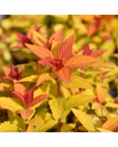 Spiraea, Japanese Spirea 'Double Play® Candy Corn®'