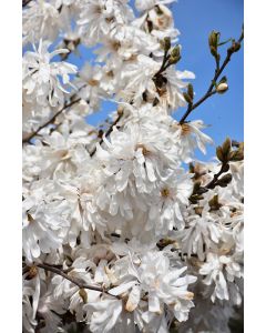 Magnolia, Star Magnolia 'Royal Star'