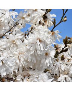 Magnolia, Star Magnolia 'Royal Star' (Large Sizes)