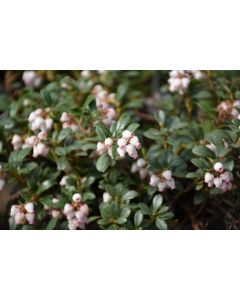 Arctostaphylos, Bearberry 'Massachusetts'