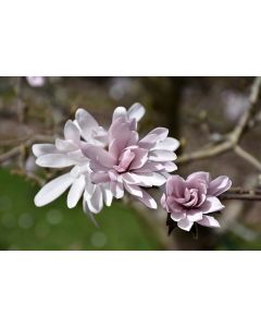 Magnolia, Star Magnolia 'First Editions® Centennial Blush'