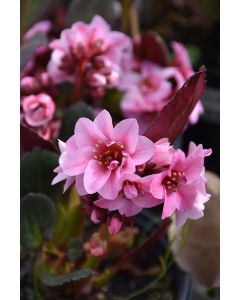 Bergenia, Pigsqueak 'Sakura'