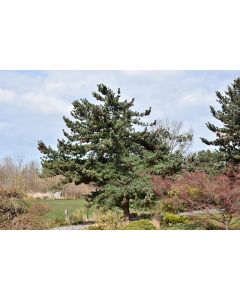 Pinus, Japanese White Pine (Large)