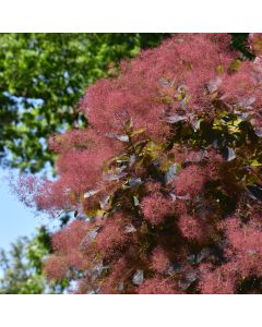 Cotinus, Smokebush 'Grace'