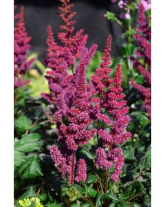 Astilbe, Chinese Astilbe 'Vision in Red'